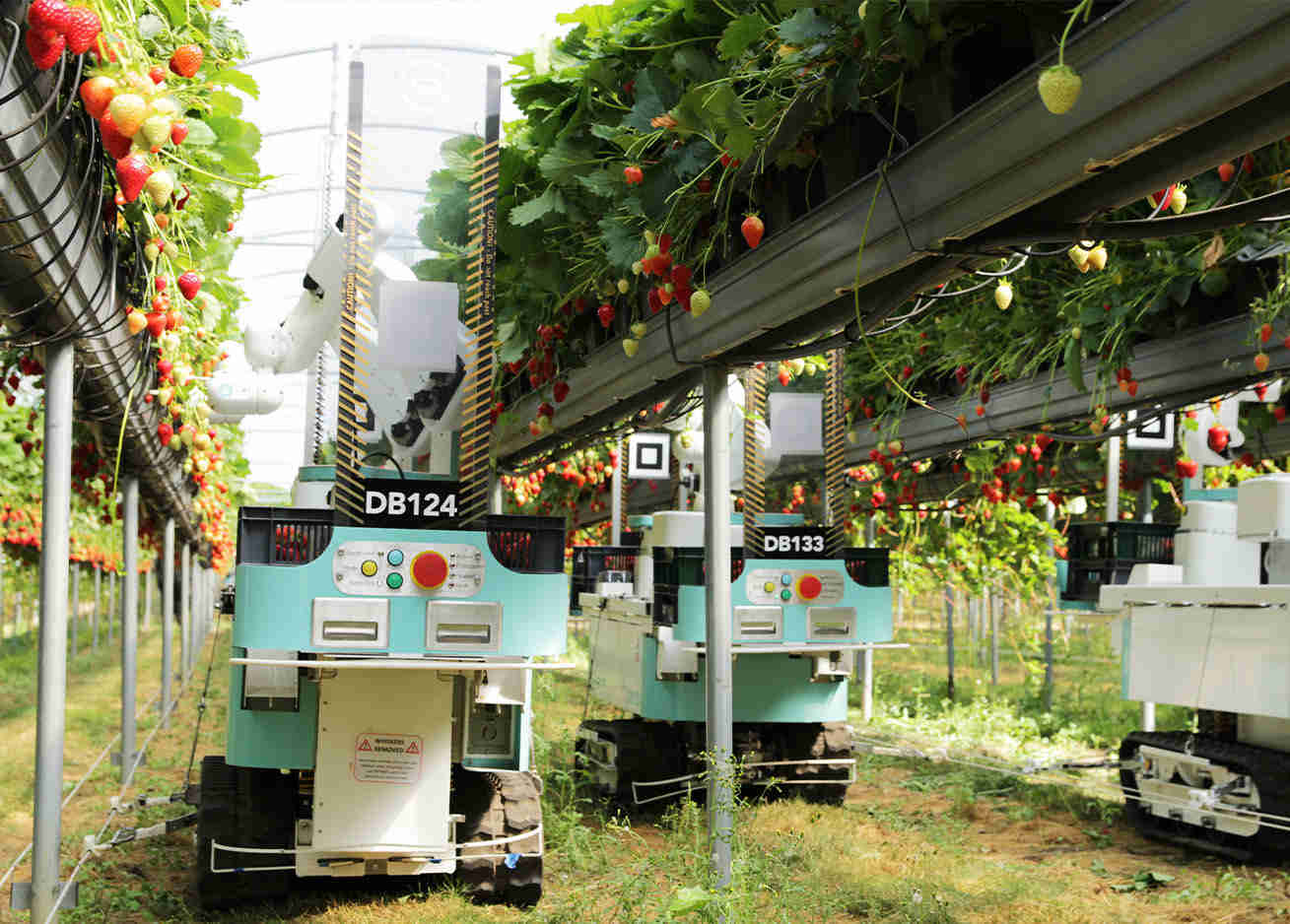 Dogtooth Strawberry Picker