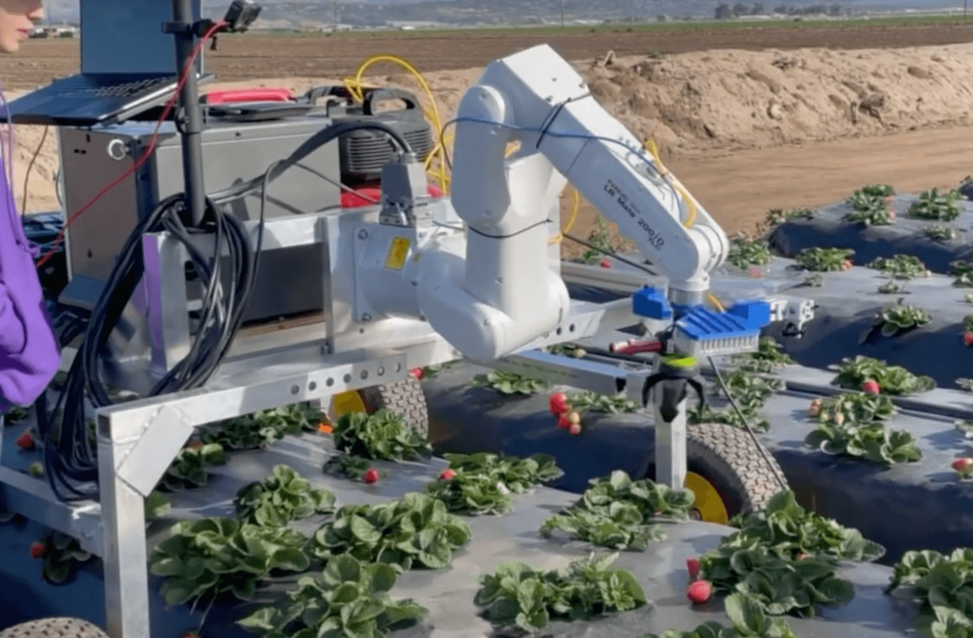 L5 Automation Strawberry Picker